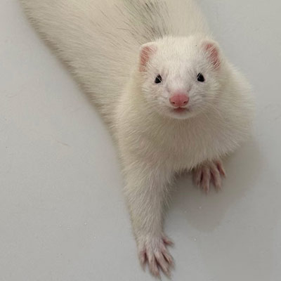 Ferret