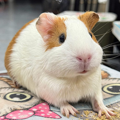 Guinea Pig
