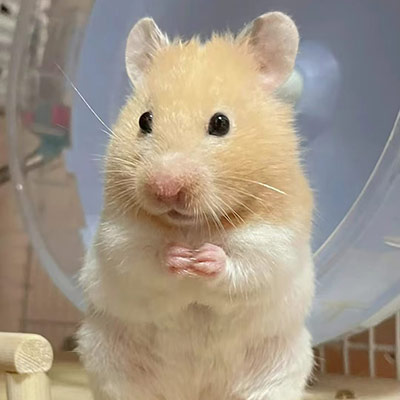 Hamster