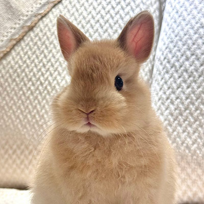 Rabbit