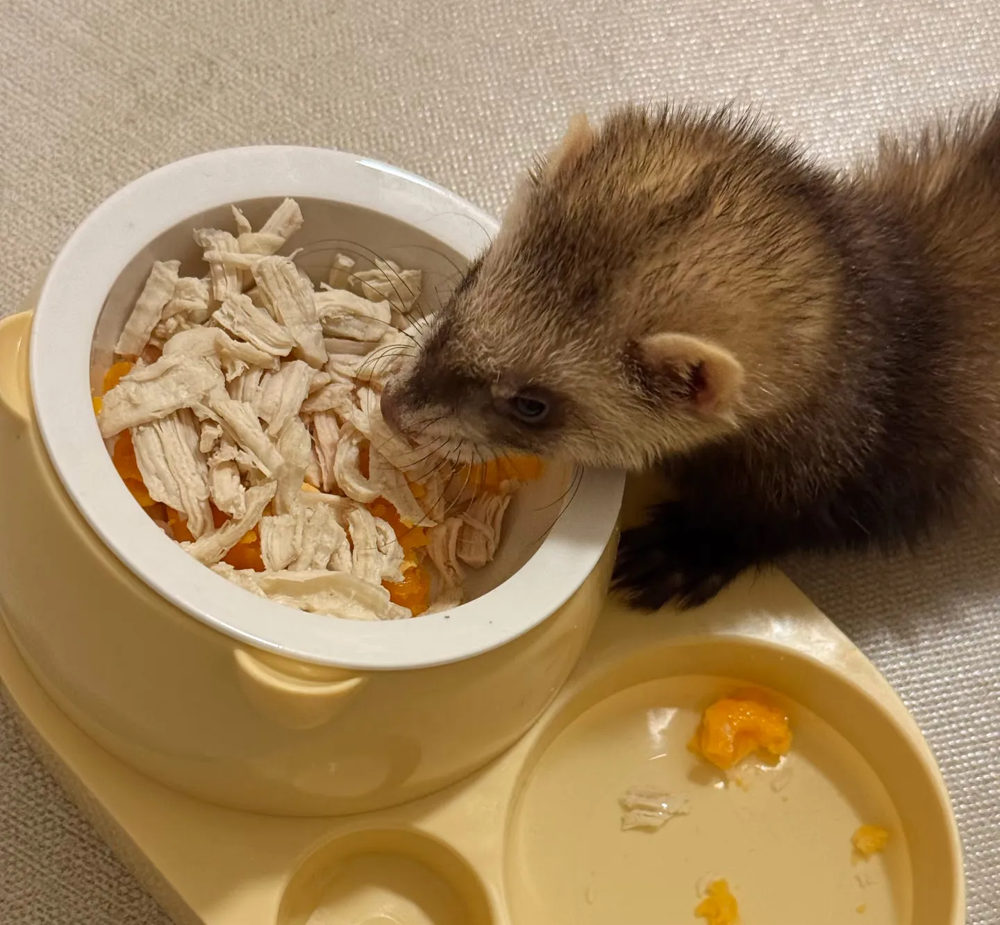 A cute sable ferret sniffing a bowl of food