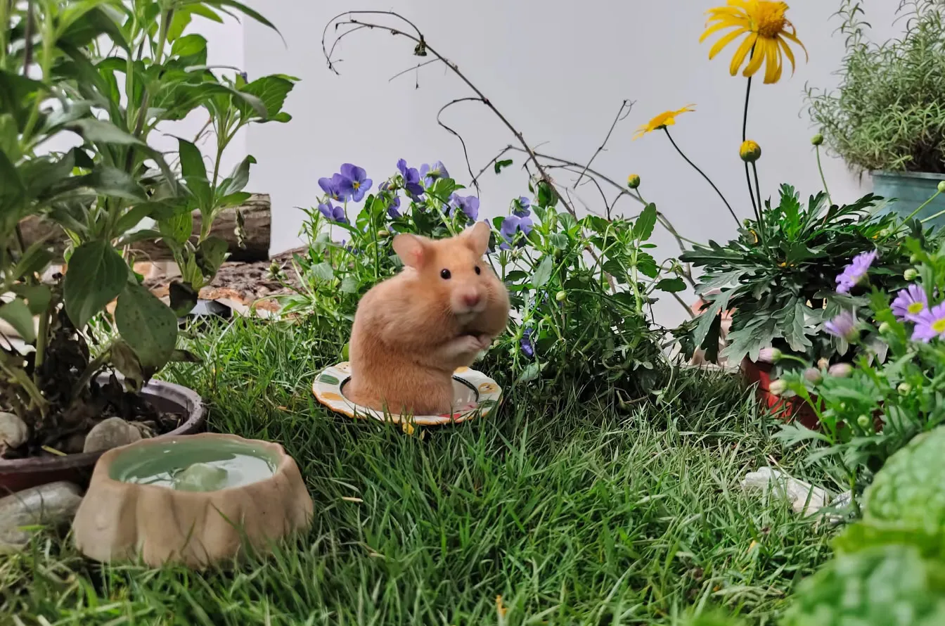 A wild European hamster foraging in the grass A wild European hamster standing on its hind legs in a grassy field